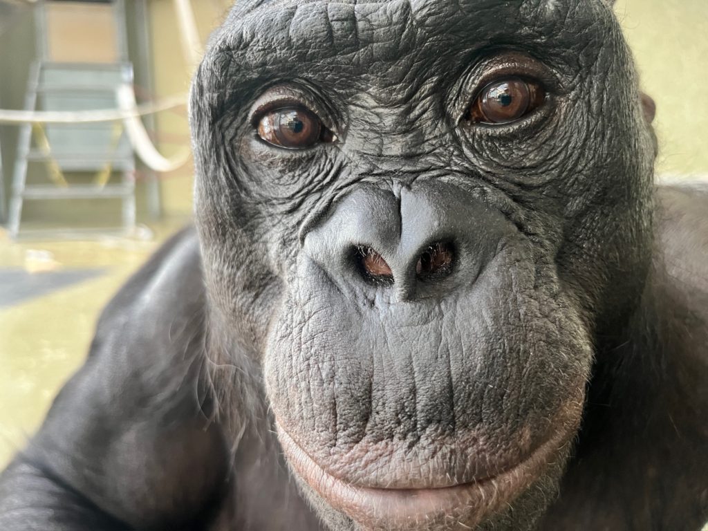 Bonobo Kanzi May Have Mastered Make-Believe Like a Child