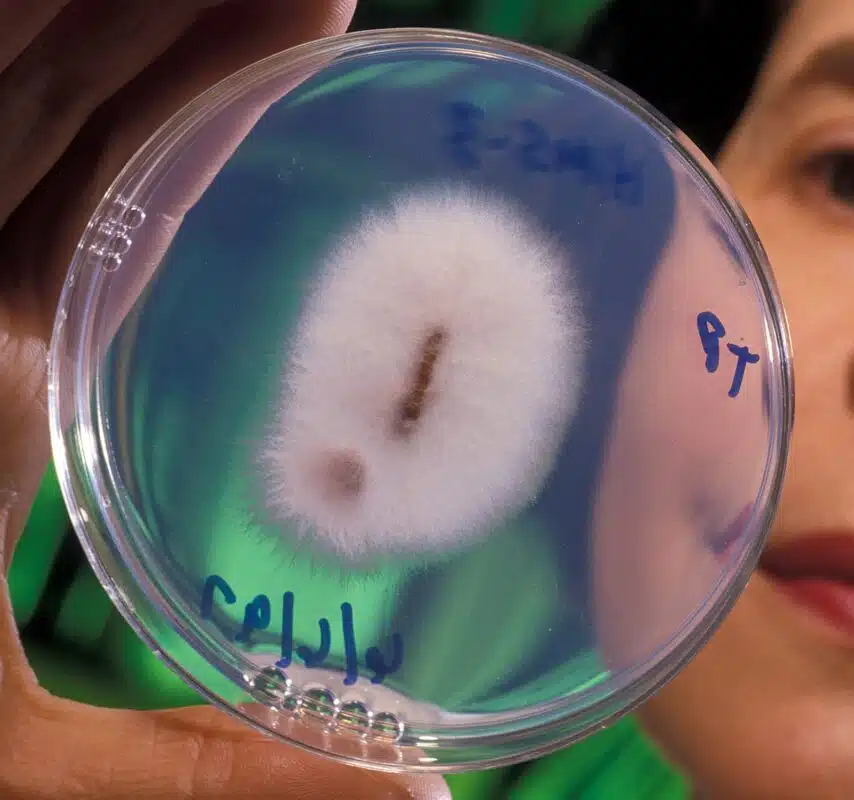 Common Fungus Eats Gold, May Revolutionize Mining - Image 4
