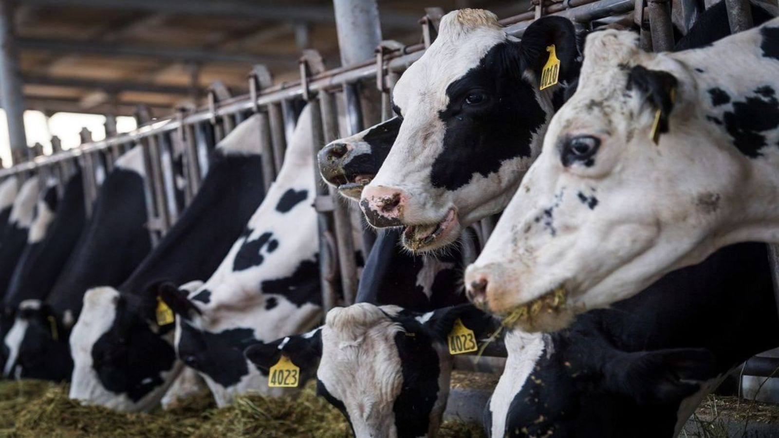 Chocolate Giant Teams With Dairy Leader to Cut Emissions