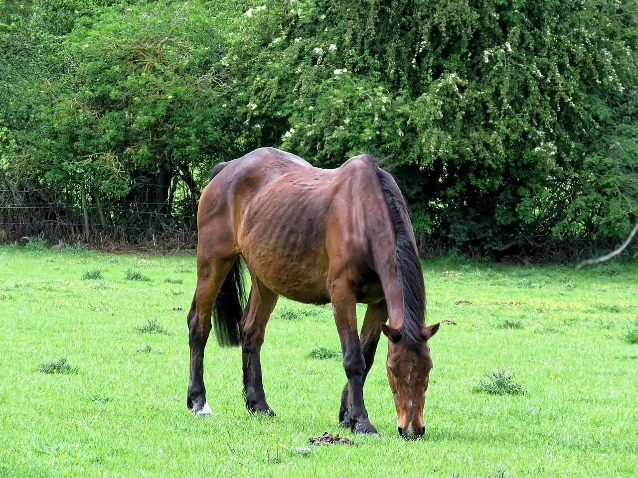 Olive Branch Firefighters Free Horse Stuck in Pond Mud
