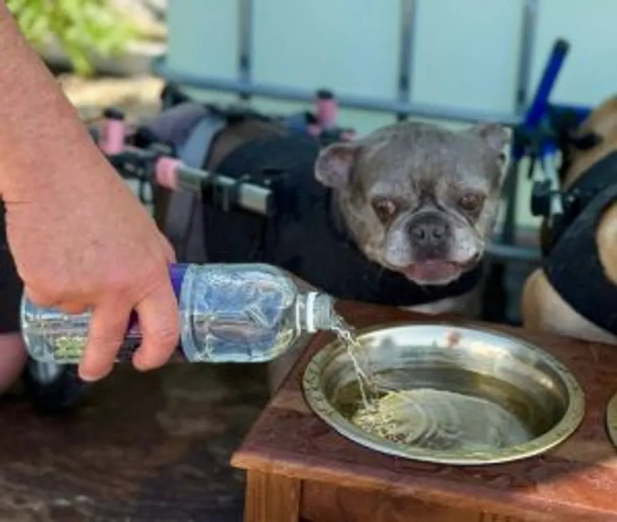 Disabled Rescue Dogs Get Oxygen Water During UK Heatwave - Image 3