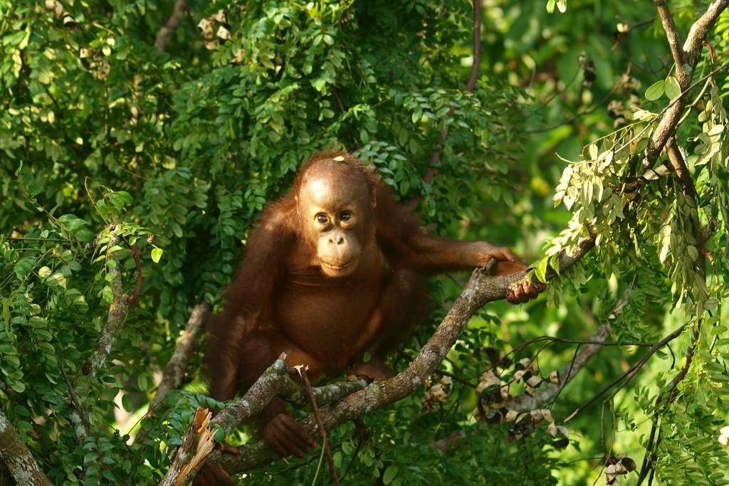 Robert Risch standing in Borneo rainforest surrounded by tall dipterocarp trees being restored