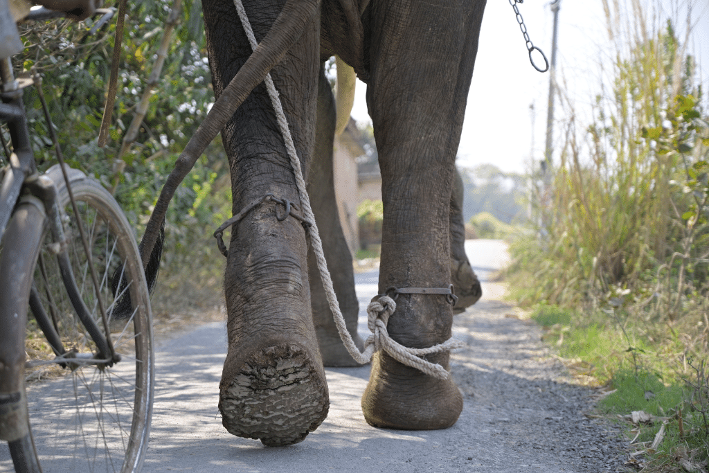 Wildlife SOS veterinary team examining rescued elephant Veer before transport to hospital