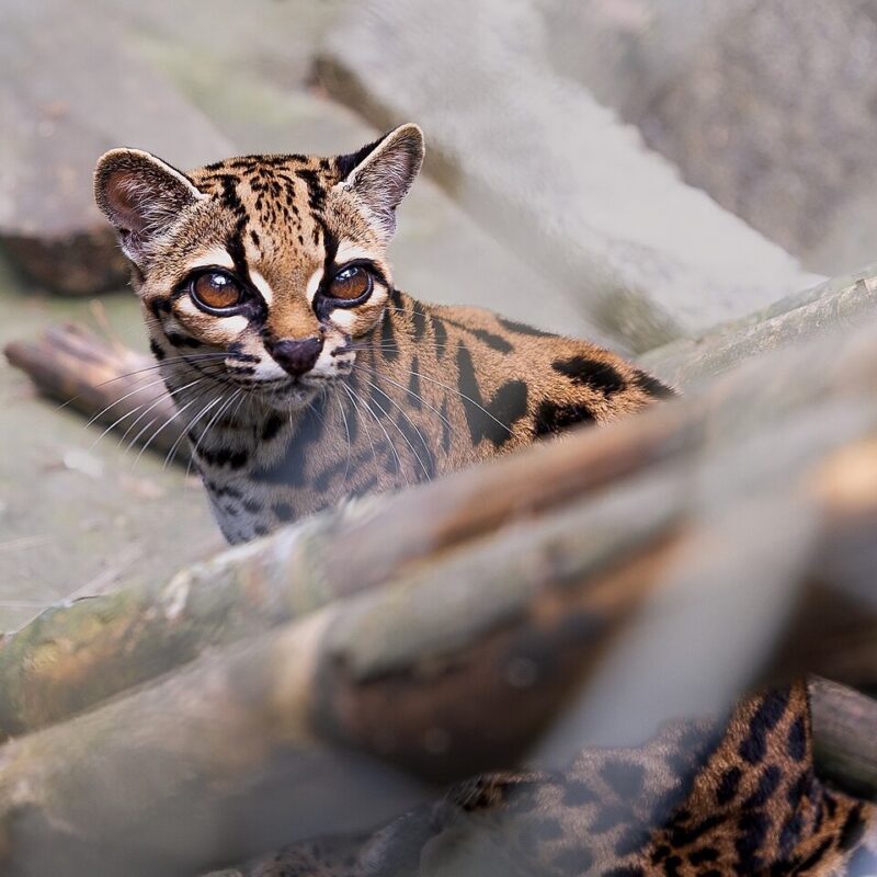 Scientists Find New Cat Species Hidden in Bolivia