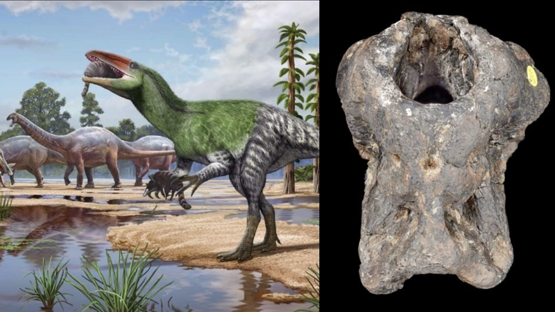 100-Year-Old Fossil Reveals New Human-Sized Dinosaur