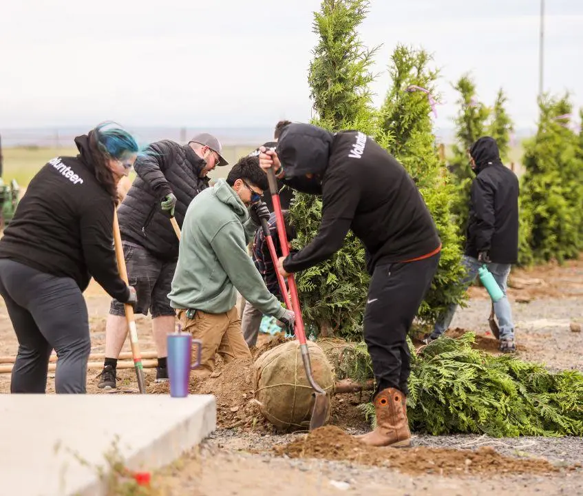 Hermiston Plants 70 Trees With 50+ Volunteers Nov. 3