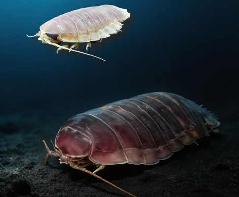 Deep-Sea Giant Survives 5 Years Without Food