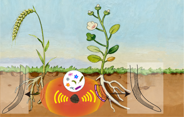 Plants Avoid Rotting Plants Like We Avoid Spoiled Food