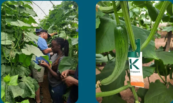 Dutch Firm Feeds 700,000 Across Africa With Smart Farming