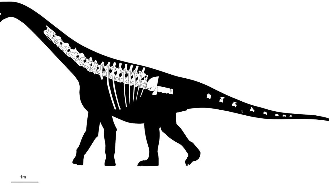 New Dinosaur Species Found in Argentina's Patagonia