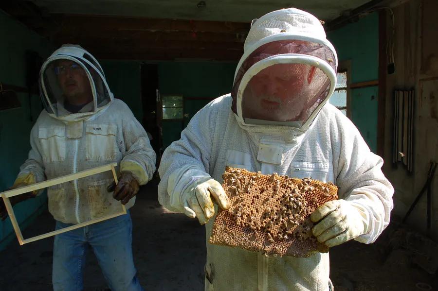 Beekeepers Save 60,000 Bees From New London Wall
