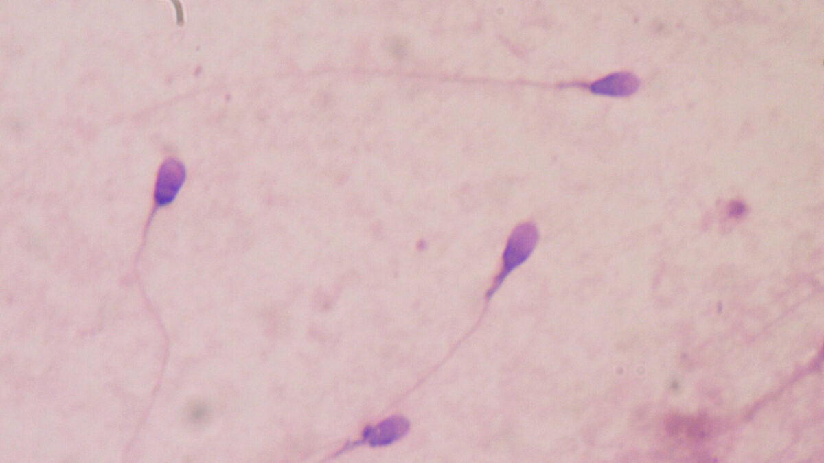 Scientists examining laboratory samples in fertility research breakthrough with microscope equipment