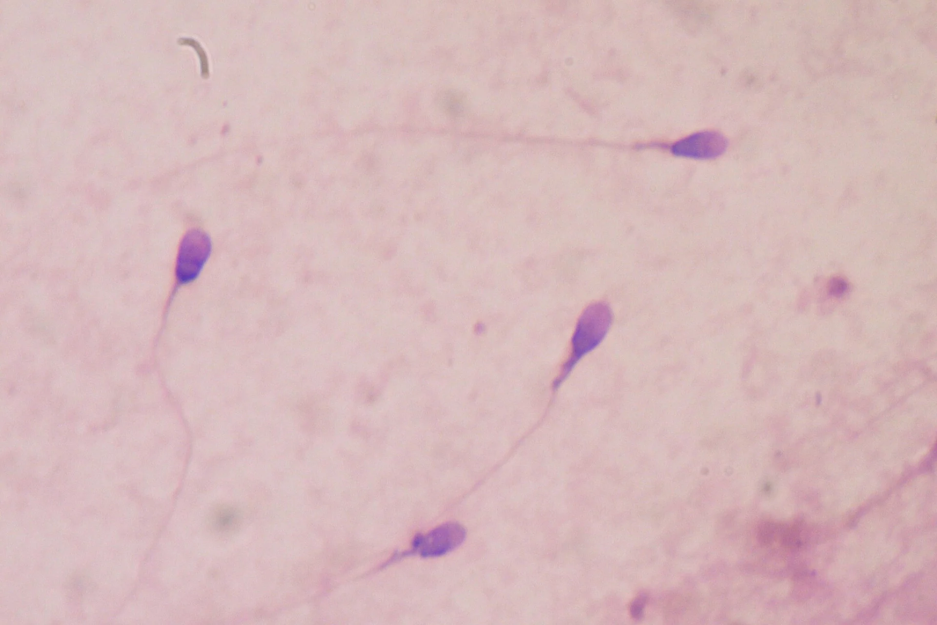 Lab-Grown Sperm Creates Embryos in Fertility Breakthrough - Image 2