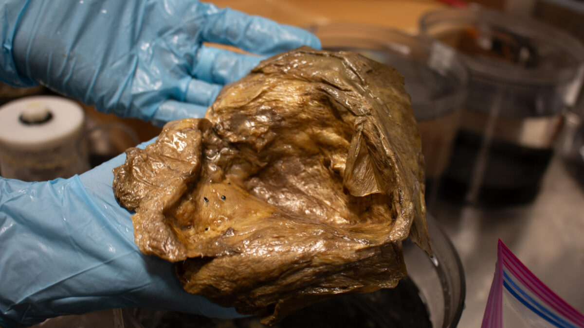 Golden spherical object attached to rock on dark ocean floor during deep-sea exploration