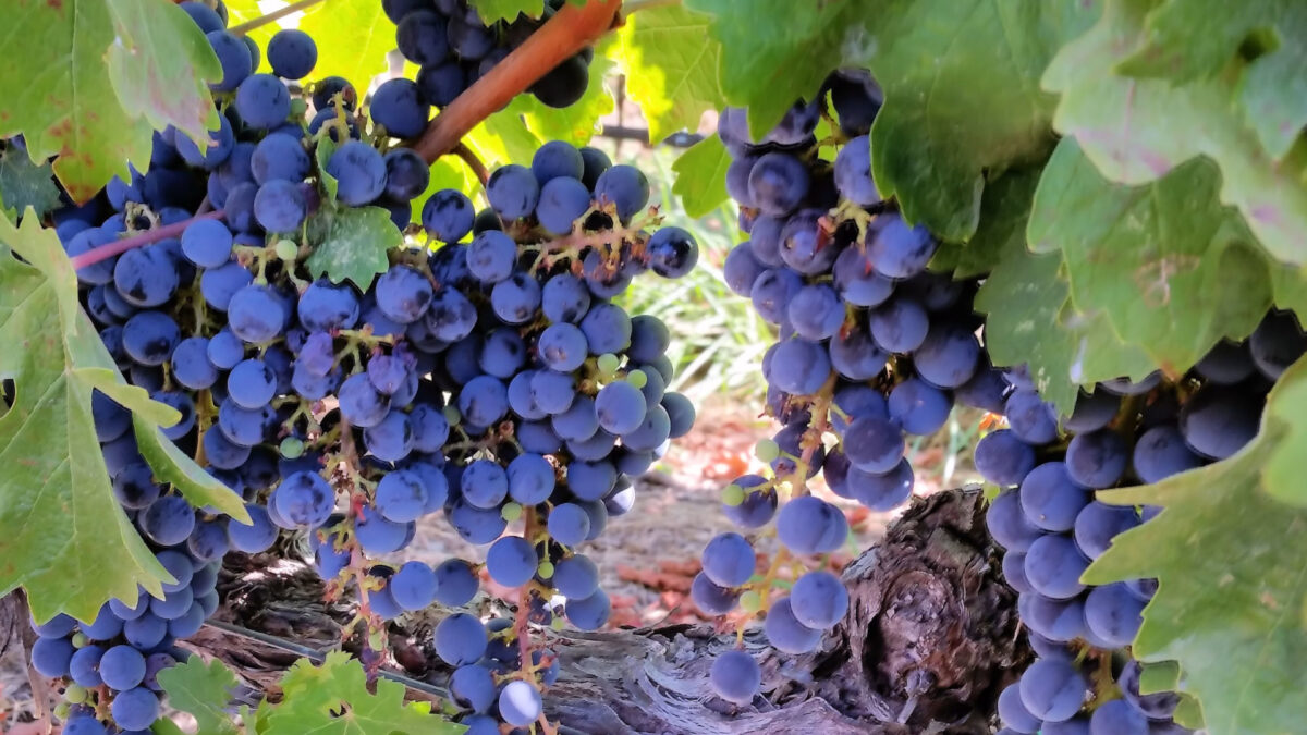 Fresh green and red grapes in a bowl representing natural sun protection through healthy eating