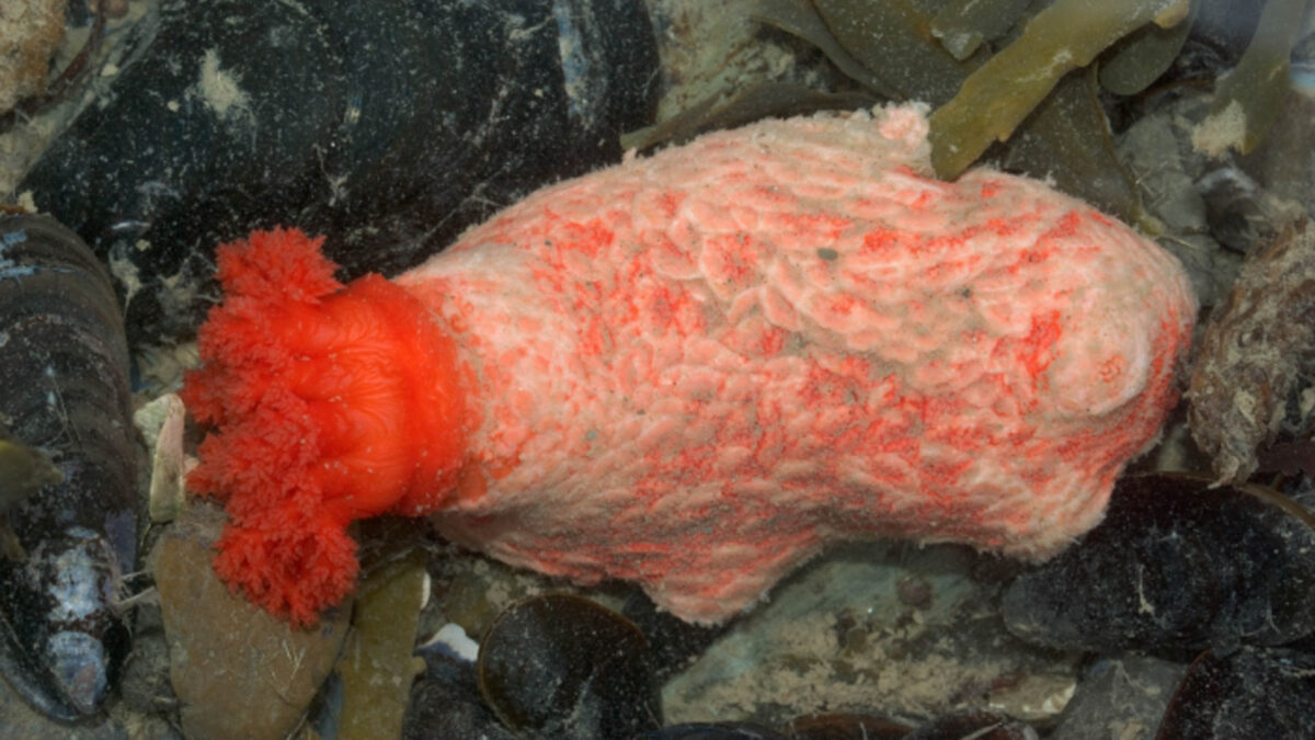 Sea Cucumber Tissue Lives 3+ Years After Amputation