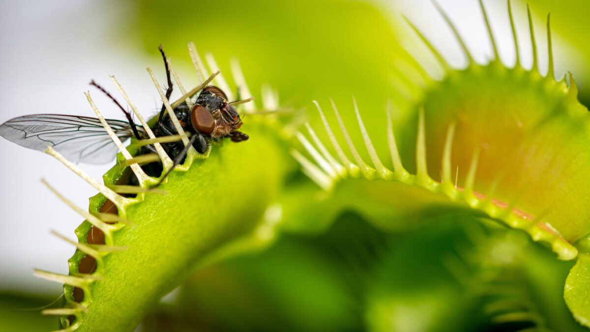 Scientists Crack How Venus Flytraps Snap Shut in 1 Second
