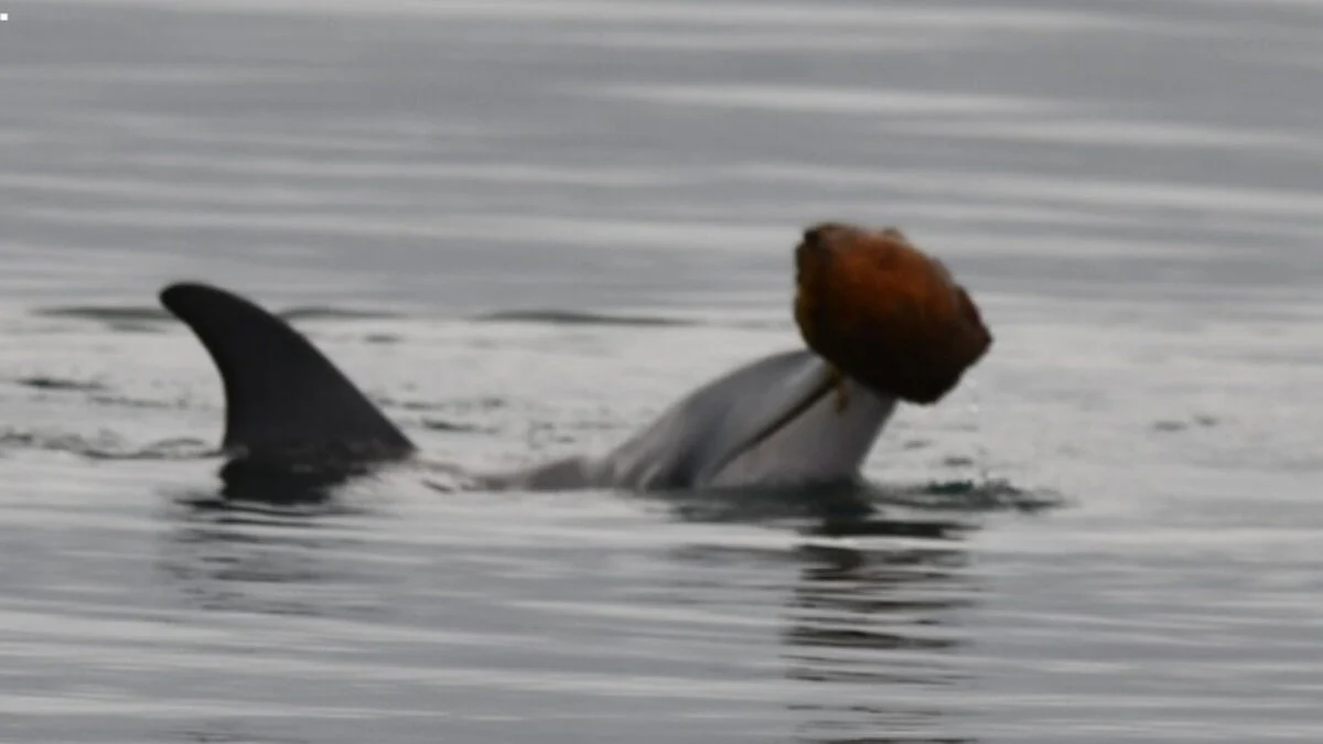 Bottlenose dolphin holding large bailer seashell above water surface while hunting for fish