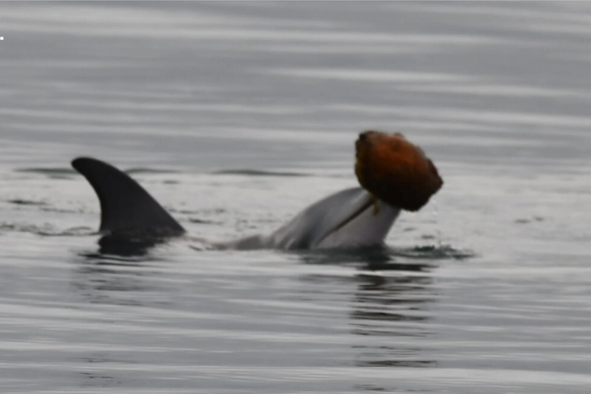 Dolphins Use Seashells as Fishing Tools in Australia - Image 2
