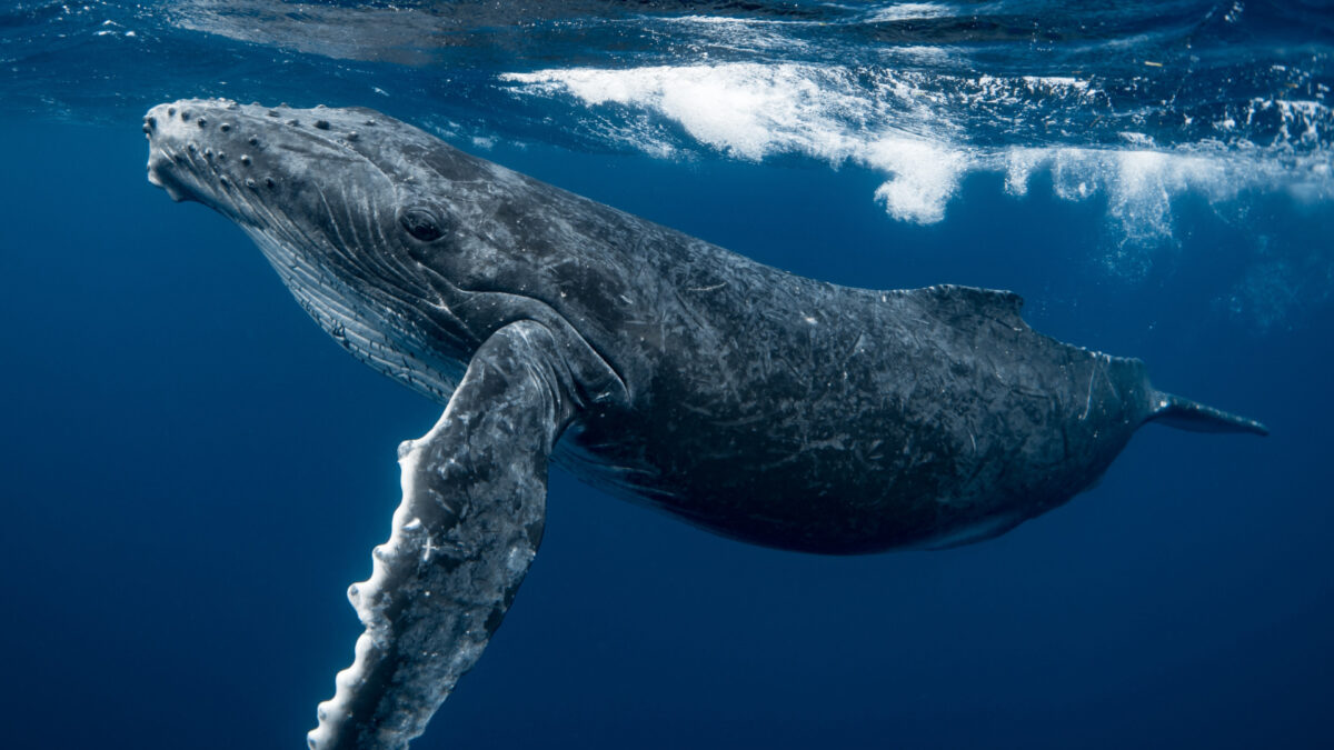 Whale Calls Reveal Einstein's Relativity in Action