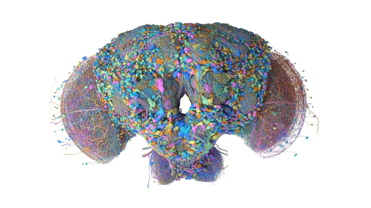 Scientists Map Fly Brain, Internet Teaches It Video Games