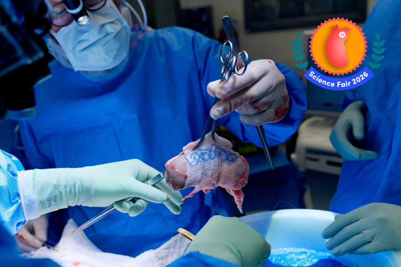 Scientists Freeze Pig Kidneys Over a Year, Revive Them - Image 5
