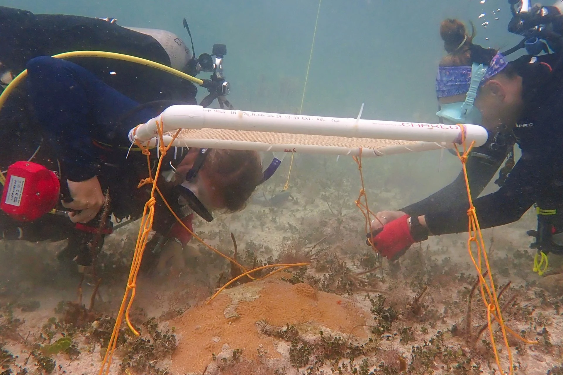 Underwater Umbrellas Save Coral Reefs in Florida Keys - Image 2