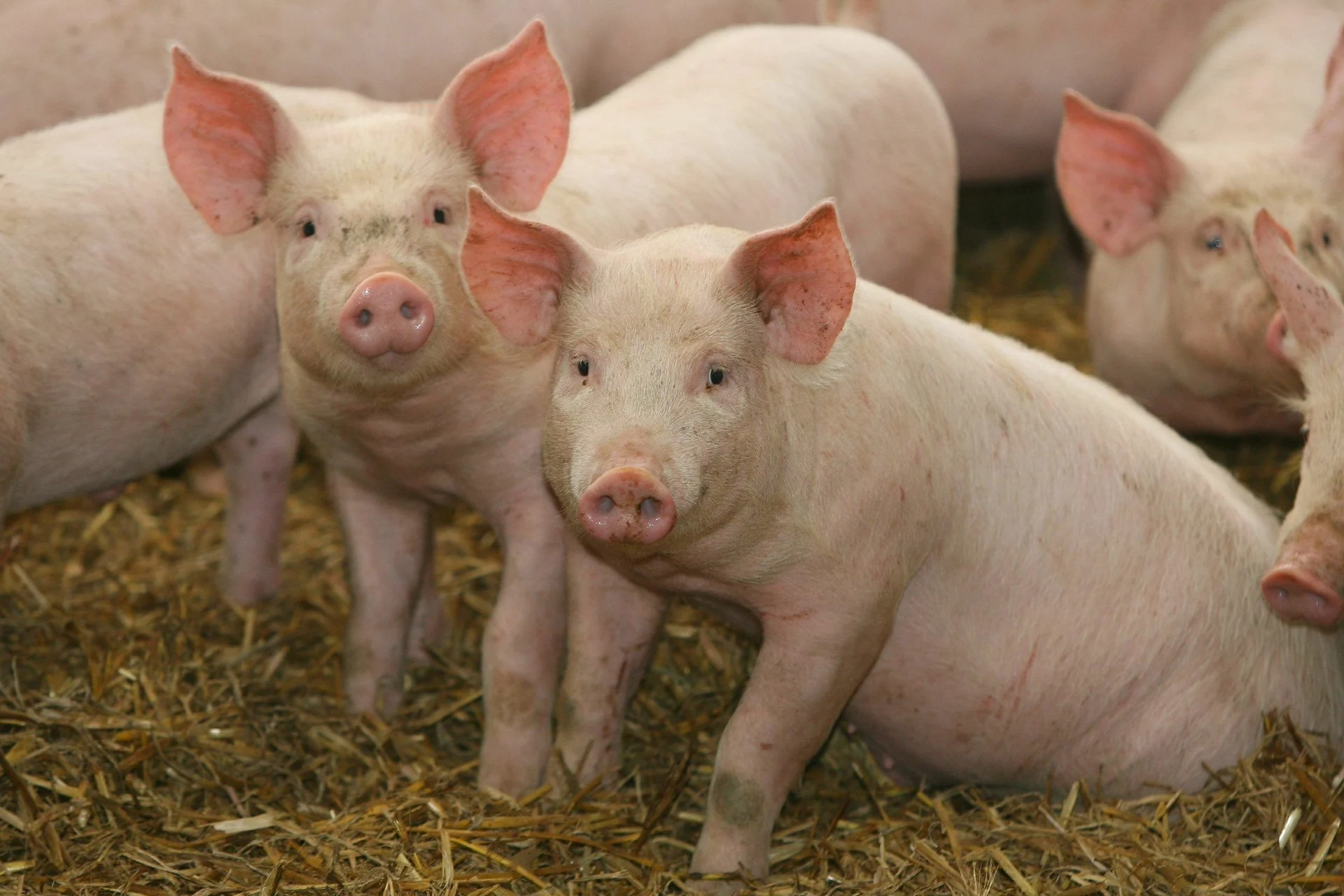 Scientists Freeze Pig Kidneys Over a Year, Revive Them - Image 2
