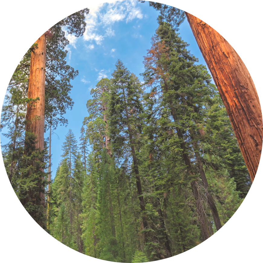 Wildlife biologist examining endangered species in California natural habitat for conservation project