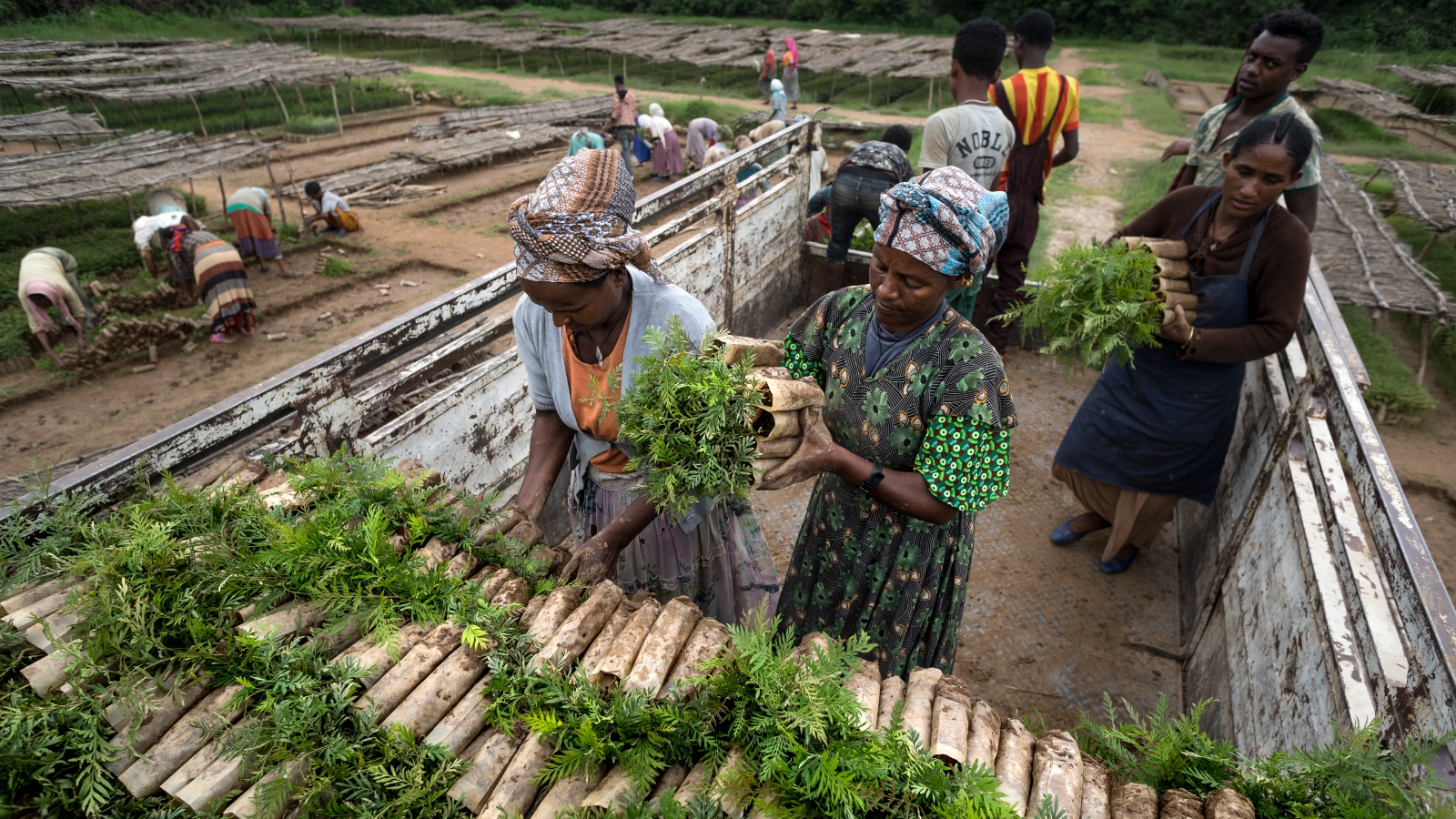 Ethiopia Plants 47 Billion Trees in 7 Years - Image 3