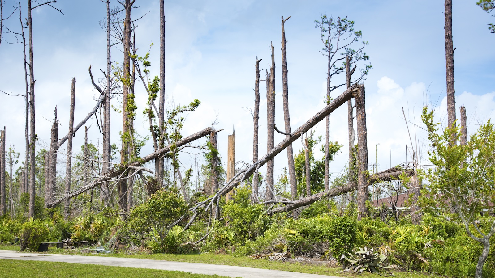 Forest Restoration Fund Overwhelmed by Disaster Requests
