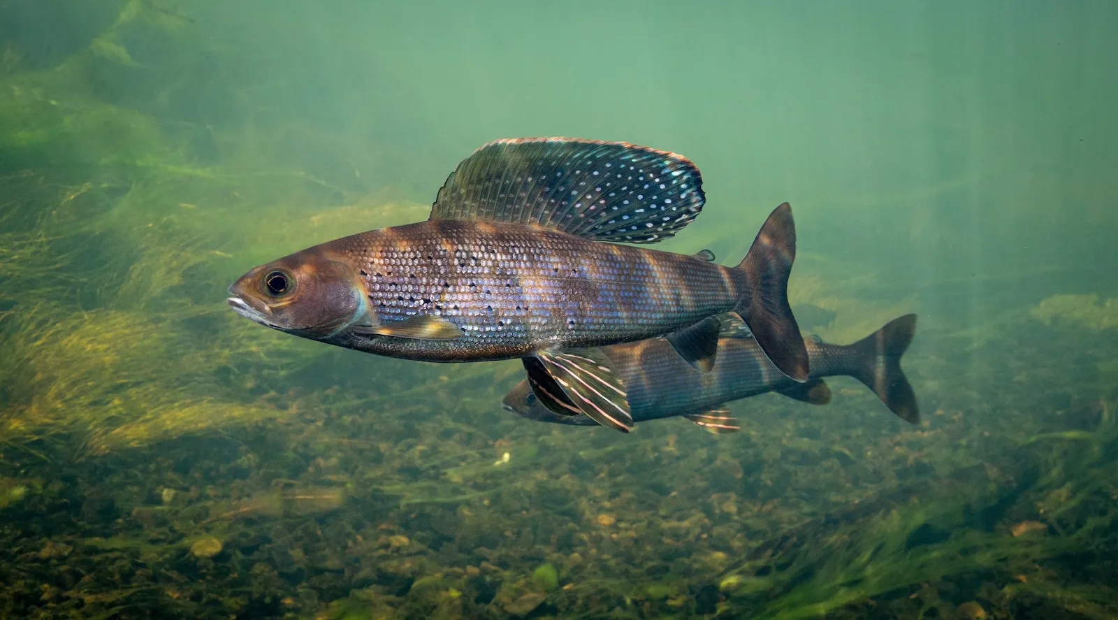 3 Michigan Tribes Revive Fish Lost for 100 Years