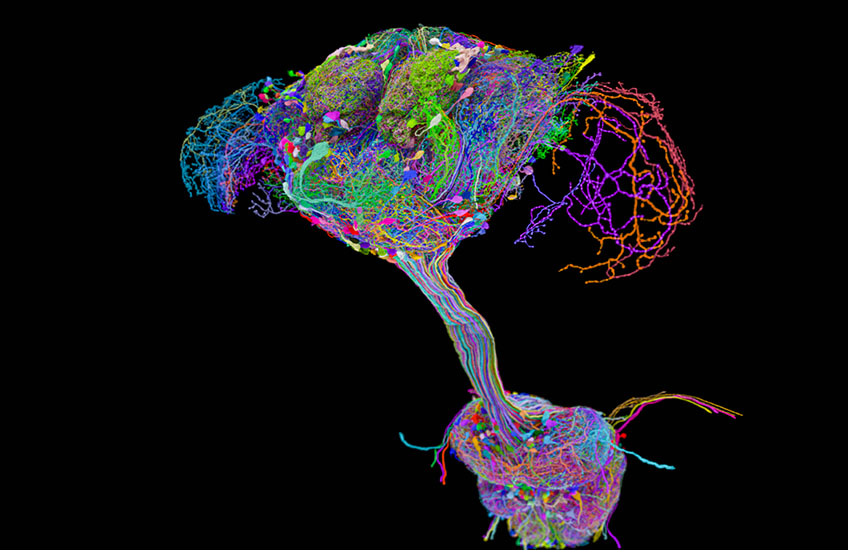 Scientists Map Complete Fruit Fly Brain in Neuroscience First