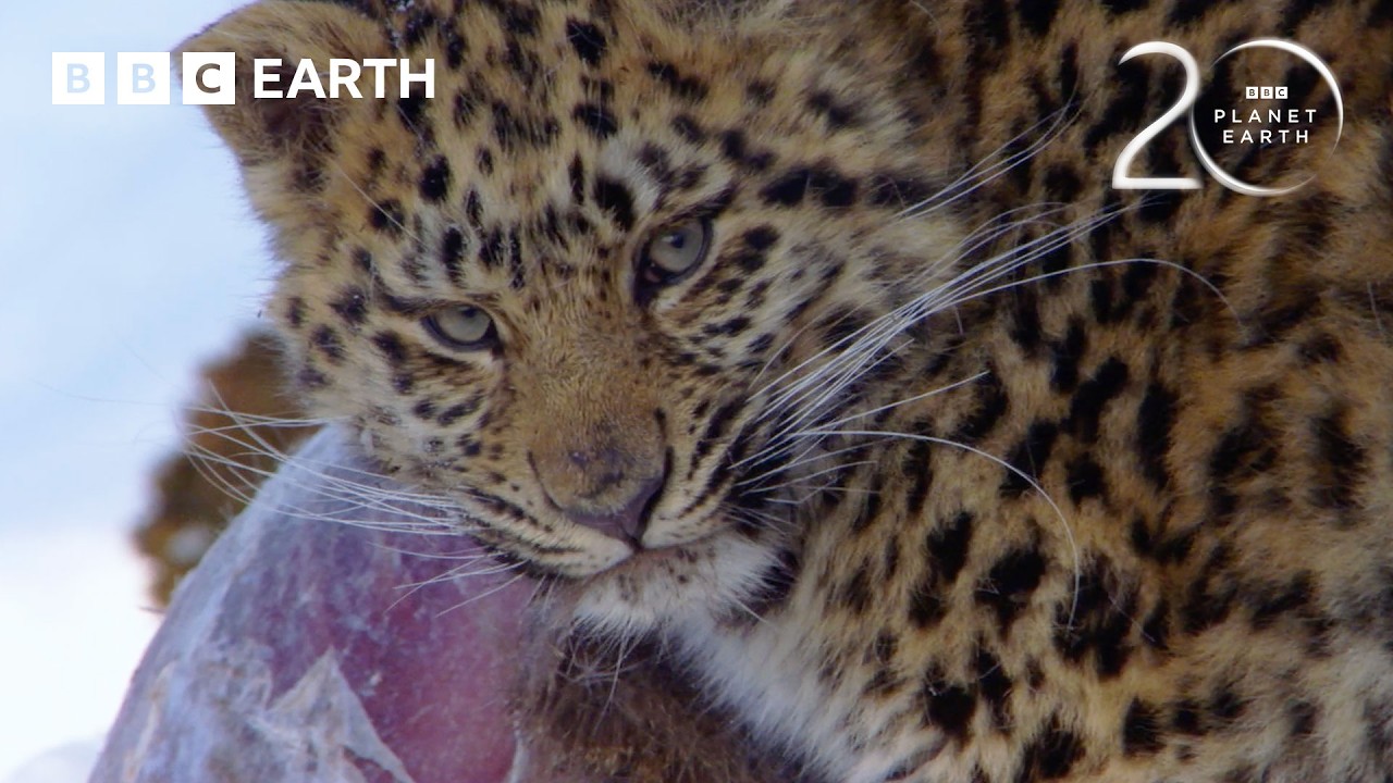 Amur Leopards Climbing Back from Near Extinction