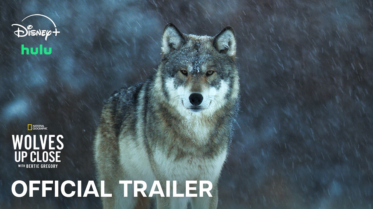 Filmmaker Captures Rare Arctic Wolf Hunt on Camera