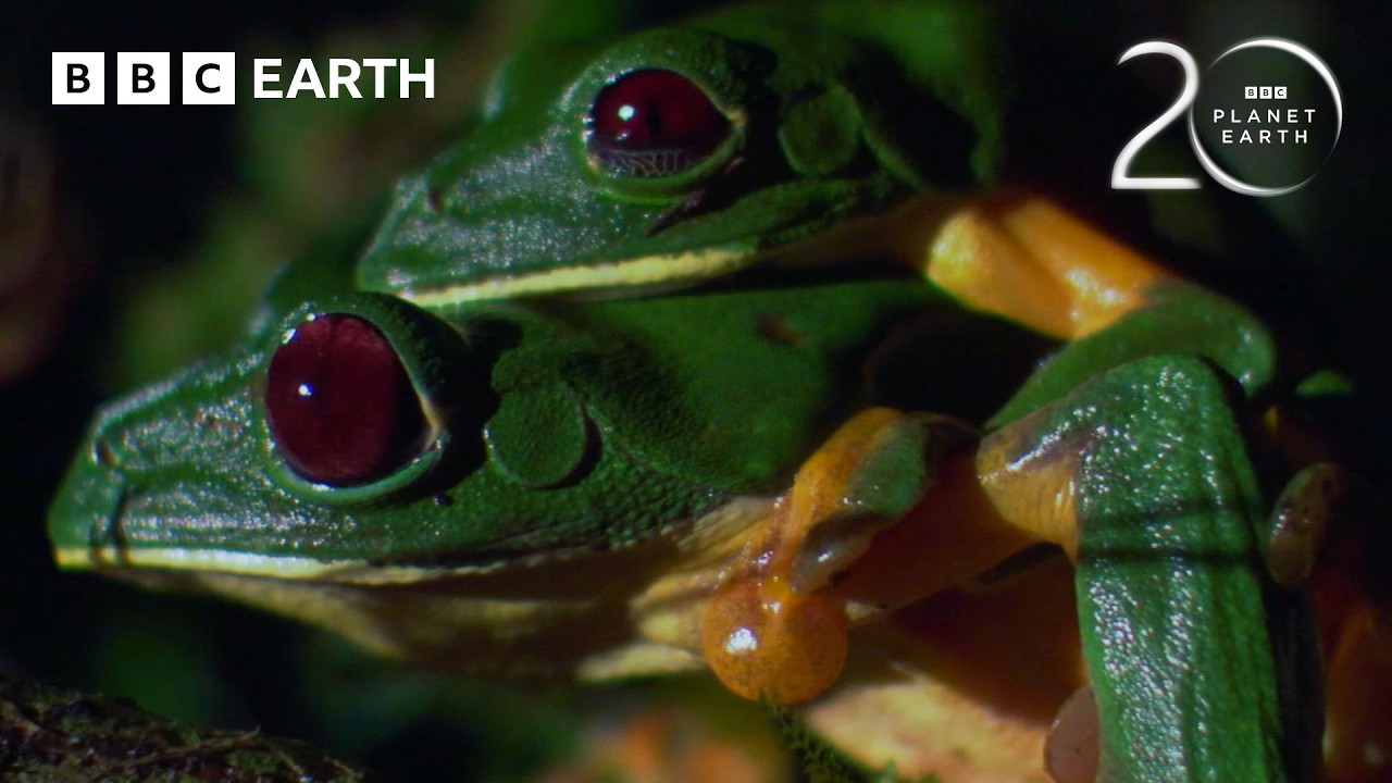 Gliding Frogs Make 50-Foot Leaps to Find Love