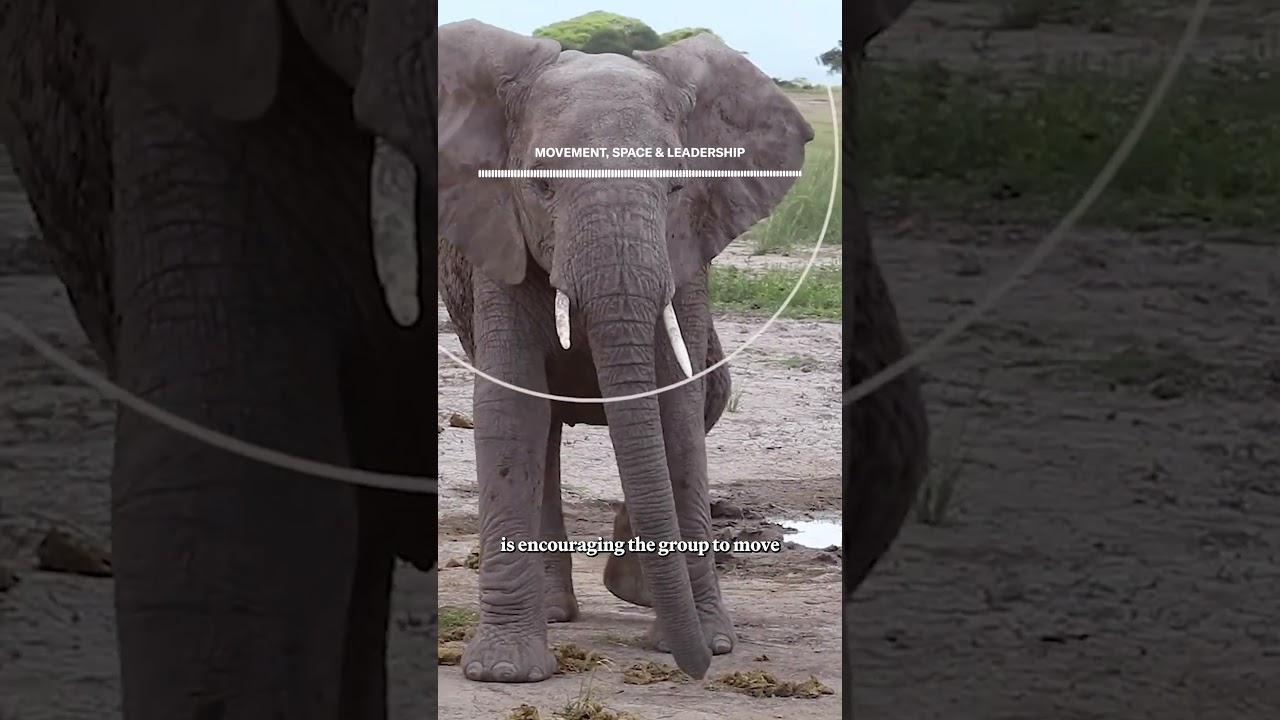 AI Decodes Elephant Conversations in Kenya National Park
