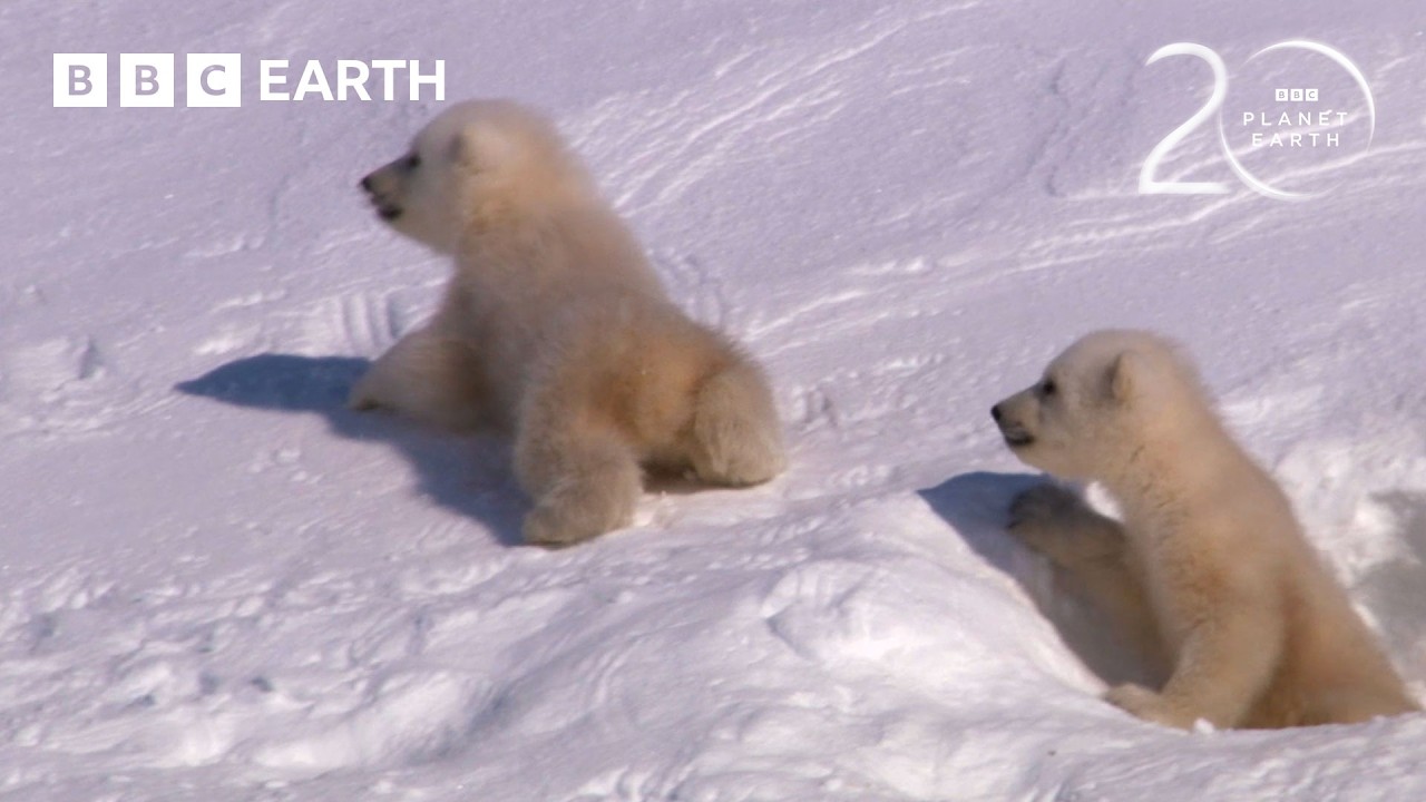 Polar Bear Cubs Emerge After 4 Months in Arctic Den