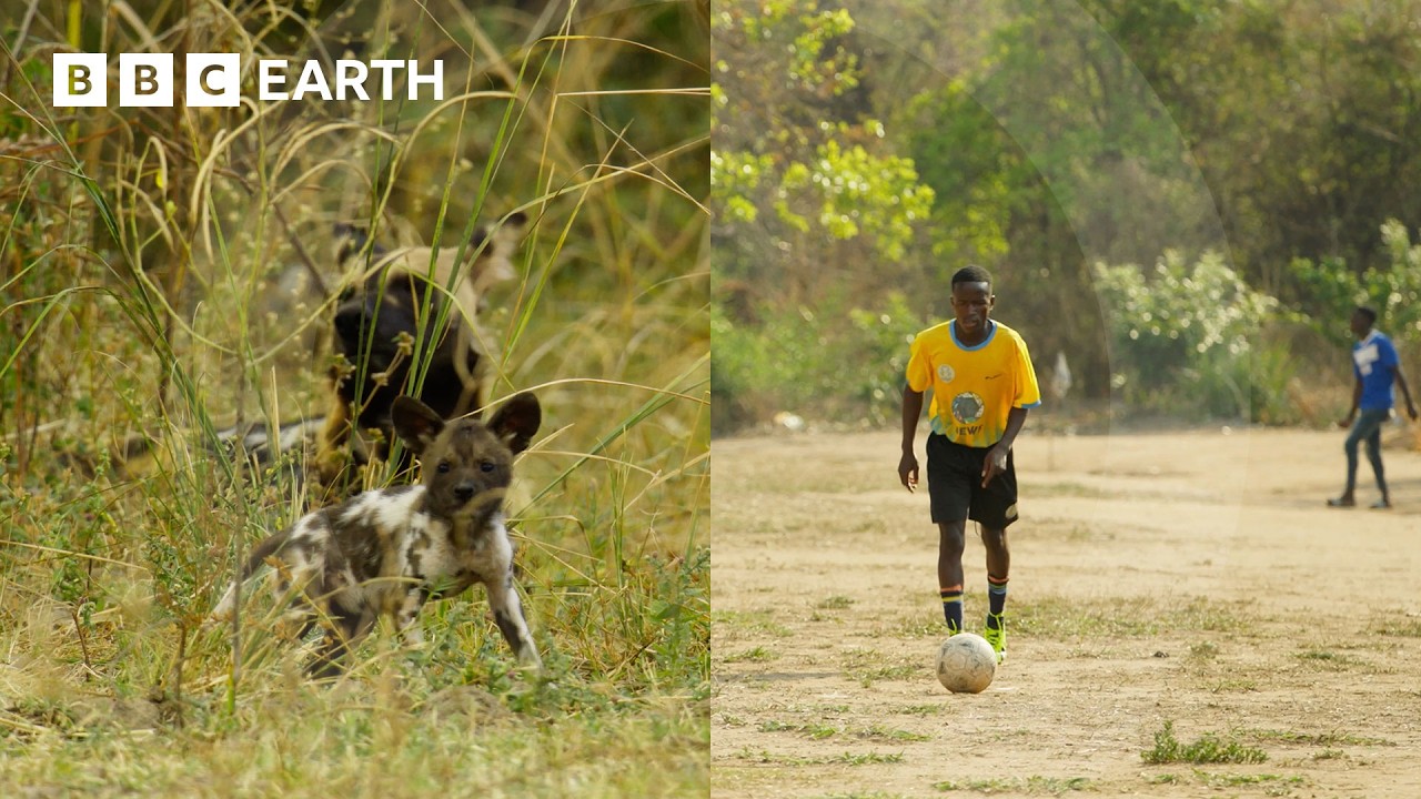 Zambia Soccer Team Saves Wild Dogs With Halftime Shows
