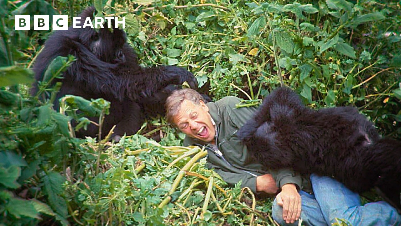 Attenborough Reflects on Famous Gorilla Encounter