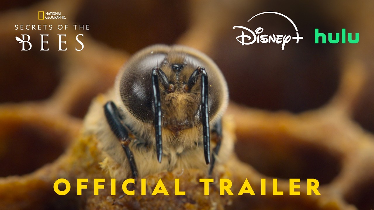 ** Close-up view of honeybees working inside hexagonal honeycomb structure in hive