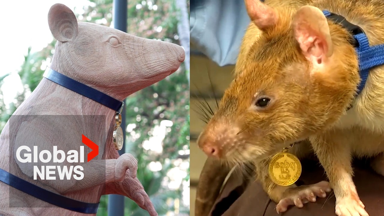 Cambodia Unveils 7-Foot Statue for Hero Landmine Rat - Image 5