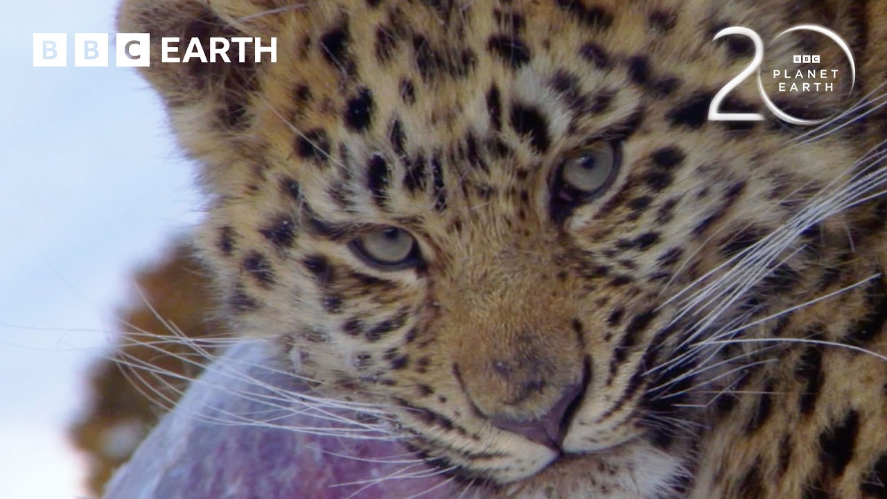 BBC Earth Celebrates 20 Years of Planet Earth Magic