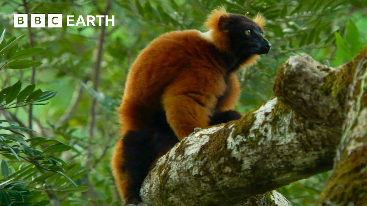 ** Ring-tailed lemur standing guard in fruiting tree in Madagascar forest
