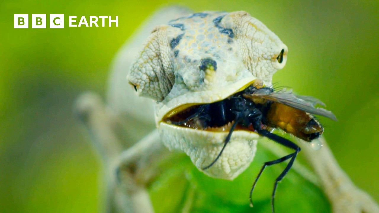 Madagascar's Wildlife Thrives in New BBC Earth Documentary