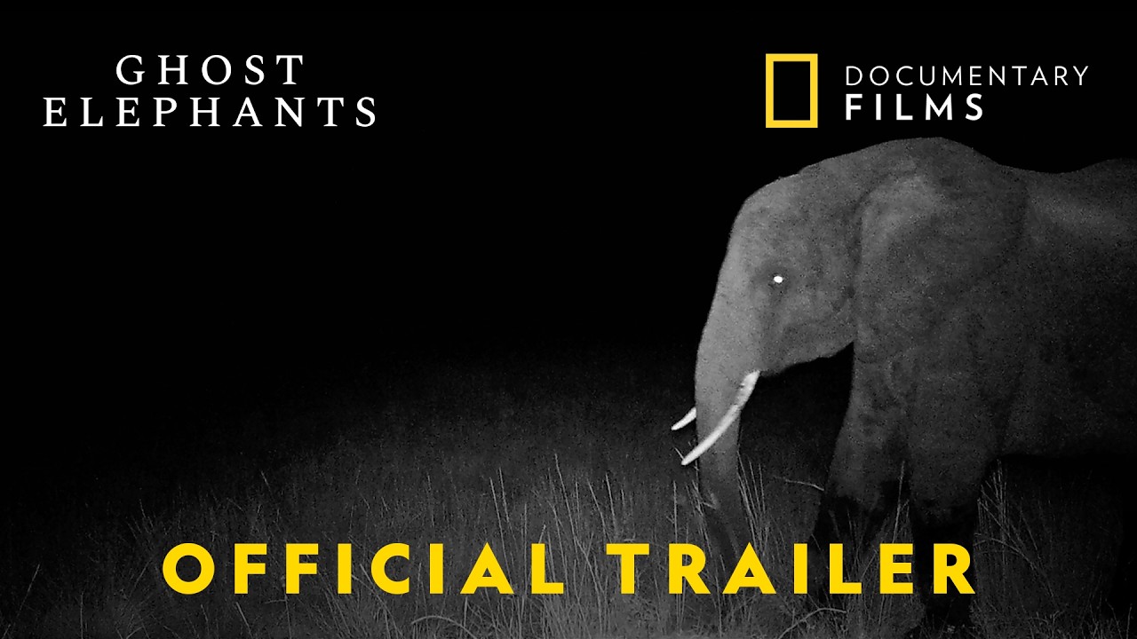 Conservation biologist tracking through dense forest highlands searching for elusive elephant herd in Angola