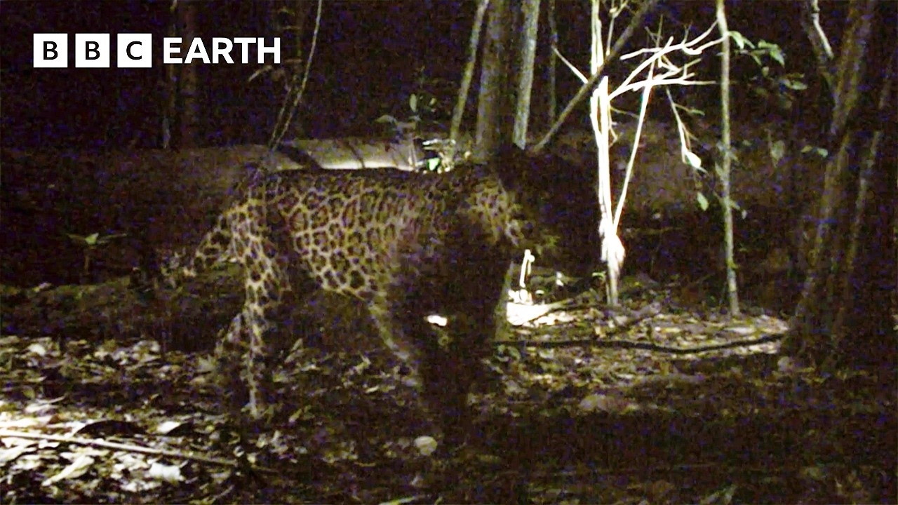 BBC Films Rare Black Jaguar in Guyana Rainforest