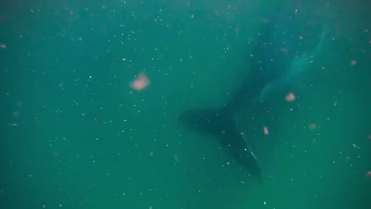 Whale Mom Tenderly Cared for Stillborn Calf Off Australia