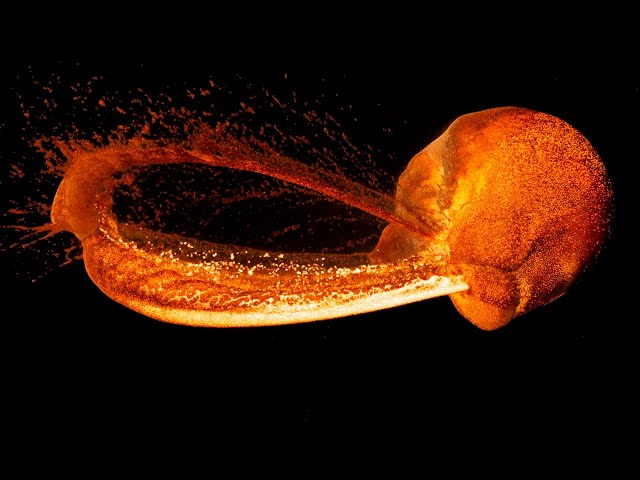 Webb Telescope Finds Moon-Making Collisions Around Young Stars - Image 3