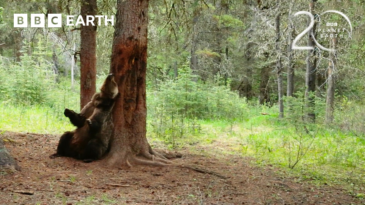 Grizzly Bears Dance Against Trees After Hibernation